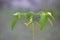 Tomato blossom