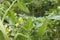 Tomato blossom in the greenhouse