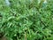 Tomato blossom in the greenhouse. Vegetable garden. Buds, flower, leaves, stems, earth