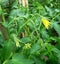 Tomato blossom. Vegetable garden. Buds, flower, leaves, stems, earth