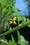 Tomato Blossoms (Solanum sect. Lycopersicon)