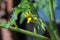 Tomato Blossoms (Solanum sect. Lycopersicon)