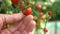 Tomato on a Branch Touch. Farmer inspects his tomato crop. Red ripe organic tomatoes on the branch. Male hand touching