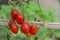 tomato on branches