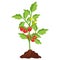 Tomato bush icon with small red vegetables