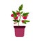 Tomato bush in pot for houseplants cartoon flat vector illustration isolated.