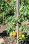 Tomato bush tied to pole in vegetable garden