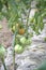 Tomato bushes with green fruits in greenhouse