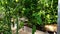 Tomato bushes in the greenhouse. A ginger cat walks between tomato bushes in hot summer. Growing vegetables in the garden. Natural