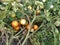 Tomato bushes growing in the garden