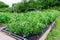 Tomato bushes grown on a Polypropylene spunbond agriculture nonwoven. Weed barrier