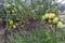 Tomato bushes ripening on a branch