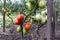 Tomato bushes ripening on a branch