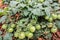 Tomato bushes with ripening green fruits on mulched soil close-up