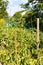 Tomato bushes with stakes in garden in evening