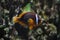 Tomato clownfish Amphiprion frenatus