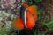 Tomato clownfish in anemone Philippines