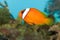 Tomato Clownfish in Aquarium