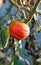 Tomato crack decease on homegrown fruit close