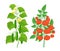 Tomato and cucumber plant. Vegetable harvest. Vector illustration. Ripe red tomatoes on a bush and green cucumbers