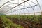 Tomato cultivating in green house