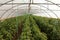 Tomato cultivating in green house