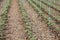 Tomato cultivating in green house