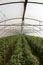 Tomato cultivating in green house