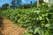 Tomato cultivation on small farms.