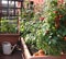 Tomato cultivation in the vases of an urban garden on the terrac