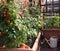 Tomato cultivation in the vases of an urban garden on the terrac