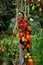 Tomato disease - late blight.