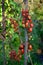 Tomato disease - late blight.