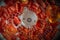 Tomato drying process in a food dehydrator.