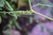 Tomato eating caterpillar clinging to a vine and munching on a leaf against blurred bokeh background