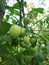 The tomato is the edible berry of the plant Solanum Lycopersicon, Orange Red green yellow tomato\'s