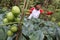 Tomato farmer