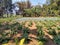 Tomato farming in Indian villages at WESTBENGAL