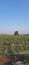 Tomato Farming with Skyline View