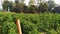 Tomato farming at Village