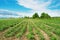 Tomato field