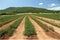 Tomato field