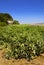 Tomato Field