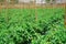 Tomato field