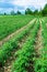 Tomato field on bright day