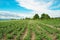 Tomato field on bright day