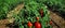 Tomato field ready for harvest