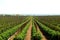 Tomato fields in California