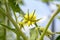 Tomato flower