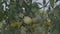 Tomato flower bed at sunset. Yellow tomatoes with support rods.